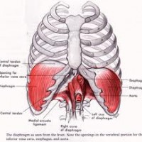 Do you breathe correctly? The role of the Diaphragm muscle in Core