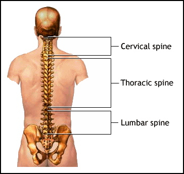 Thoracic spine (upper back) mobility, why it's so important to