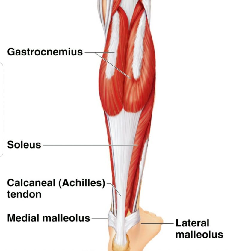 Human Calf Muscle Anatomy - Calf Muscles | Bodenswasuee